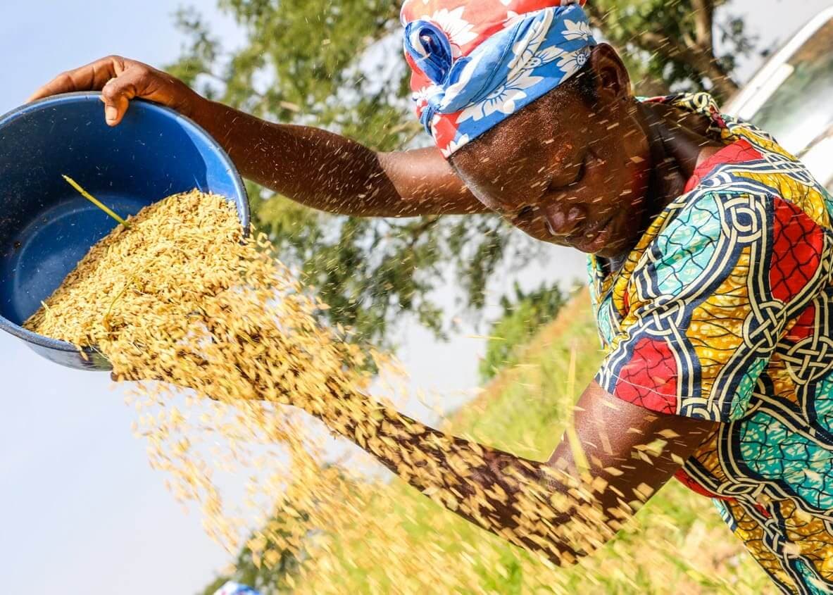 Farmer carefully winnowing golden grain